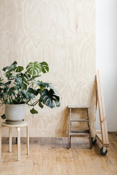 Leafy Green Potted Plant In Modern Photo Studio With Plywood Backdrop