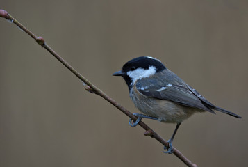 Coal tit , Periparus ater
