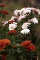 The world of blooming flowers in the forest