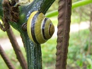 Snail  © Ewelina
