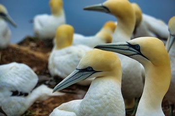 Northern Garnet on the red Rock - Morus bassanus,