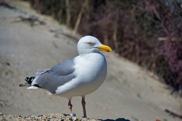 european herring gull on heligoland