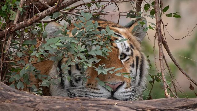 Siberian tiger (Panthera tigris altaica) lying in wait behind bush