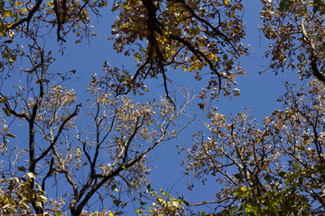Upward view texture of autumn color tree tops with clear blue sky background