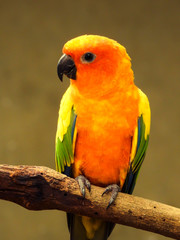 Colorful cute parrot
