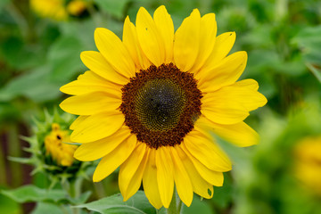 Sonnenblumen Wurmlingen