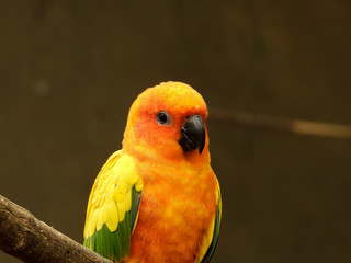 Colorful cute parrot