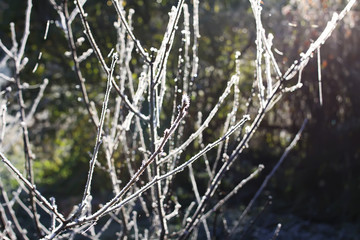 First frost in autumn park. Early morning in november. Wet branches in rime.