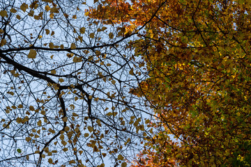 View of branches in Autumn