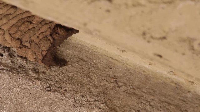Mud dauber wasp building their nest and interacting