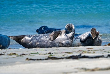 Grey seal on the beach of Heligoland - island Dune