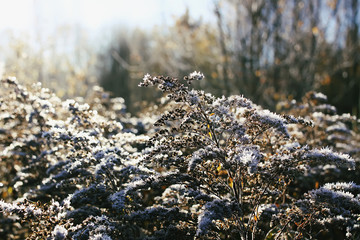 Dry flowers of Solidago virgaurea, European goldenrod or woundwort plant.