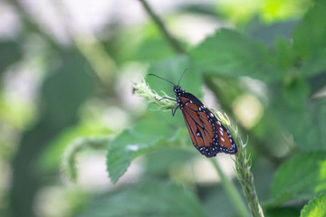 Butterfly on a Stem 