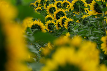 Sonnenblumen Wurmlingen