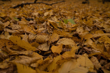 Full frame of leaves in the woods