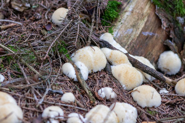 Mushrooms in the forest