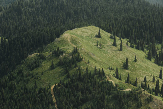 Mountain Meadow