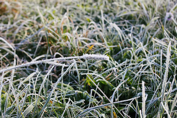 First frost in autumn park. Early morning in november. Wet branches in rime.