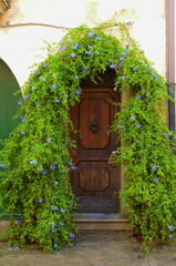 Ancient door framed by a green bush with blue flowers. Street in Italy