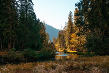 autumn in the forest with river