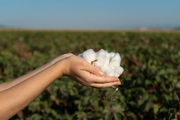 Woman is holding natural cotton