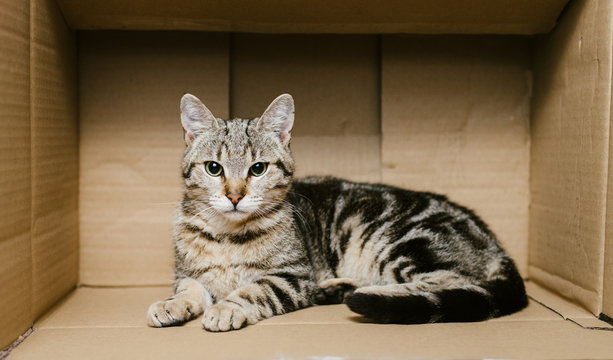 Cute cat sitting inside a box