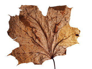 Gray dried fallen autumn maple leaf. Defoliation.