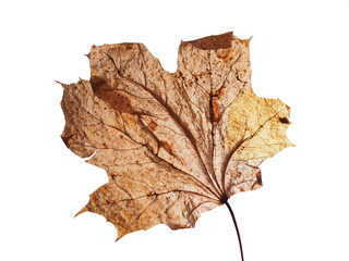 Gray dried fallen autumn maple leaf. Defoliation.