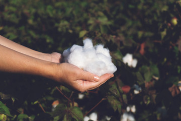 Woman is holding natural cotton - obrazy, fototapety, plakaty