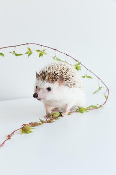 Very cute African Pygmy hedgehog on white background with ivy plant