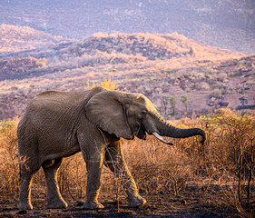 African Elephant bull in the early morning grazing on the burnt growth remaining after a veldt fire.