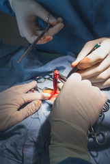 veterinarian's hands operating on a cat