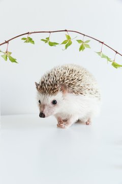 Very cute African Pygmy hedgehog on white background with ivy plant
