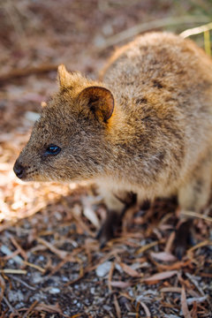 Wild Quokka on Rottnest Island