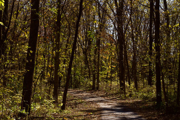 Landscape view of a paved walking trail leading into a forest on a sunny autumn day