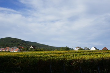 Die Klosterstrasse von Edenkoben hinter einem Weingarten bei Sonnenschein