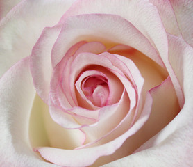 macro shot of a delicate white and pink rose