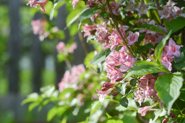 Blossoming bush - pink flowers - sunshine - spring closeup