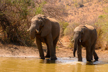 Two African elephant enjoying a drink and getting their feet wet on a hot summer’s afternoon.
