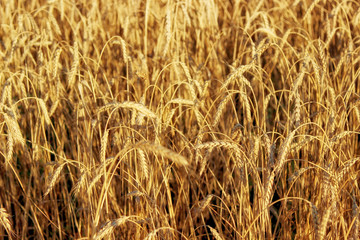 A wheat field in a summer day as a background