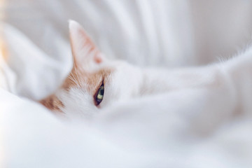 White cat eye looking at camera through bed sheets