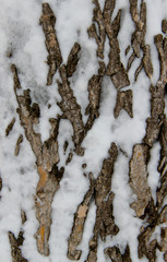 Bark of an old tree covered in snow
