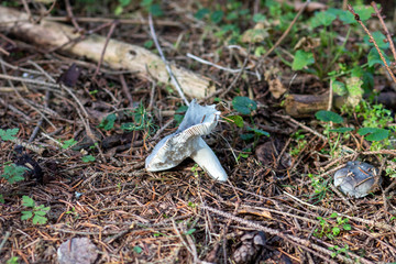 Mushroom in the forest