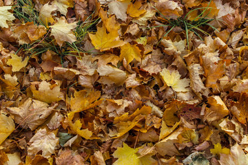 The ground completely covered with various dead leaves as a background
