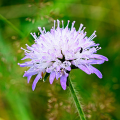 Hoverfly on a Field Scabious (Knautia arvensis) flowers, Rutland Water, Leicestershire, England, UK.