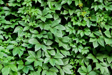 Green leaves of climbing plants as a background