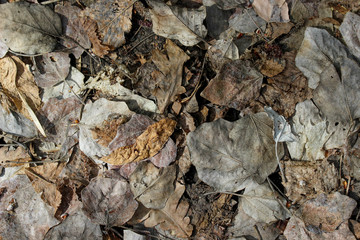 Texture of dead leaves covering the ground