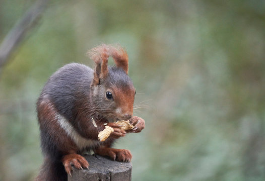 Eurasian red squirrel, sciurus vulgaris, in winter forest in warm light.