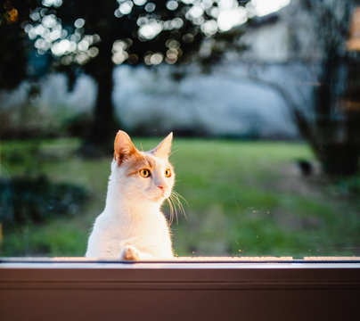 Cat standing on his feet behind glass door in warm sunset light