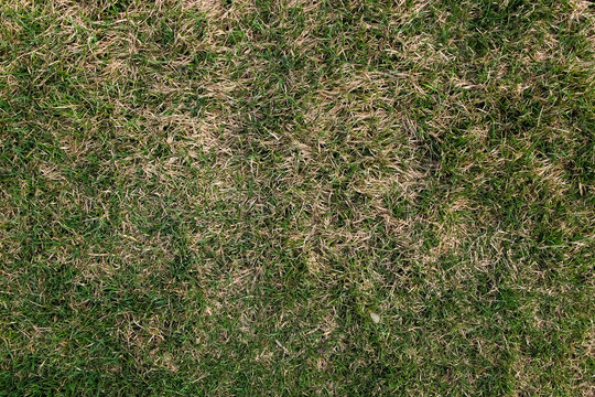 Texture of green and dry grass of the trimmed lawn